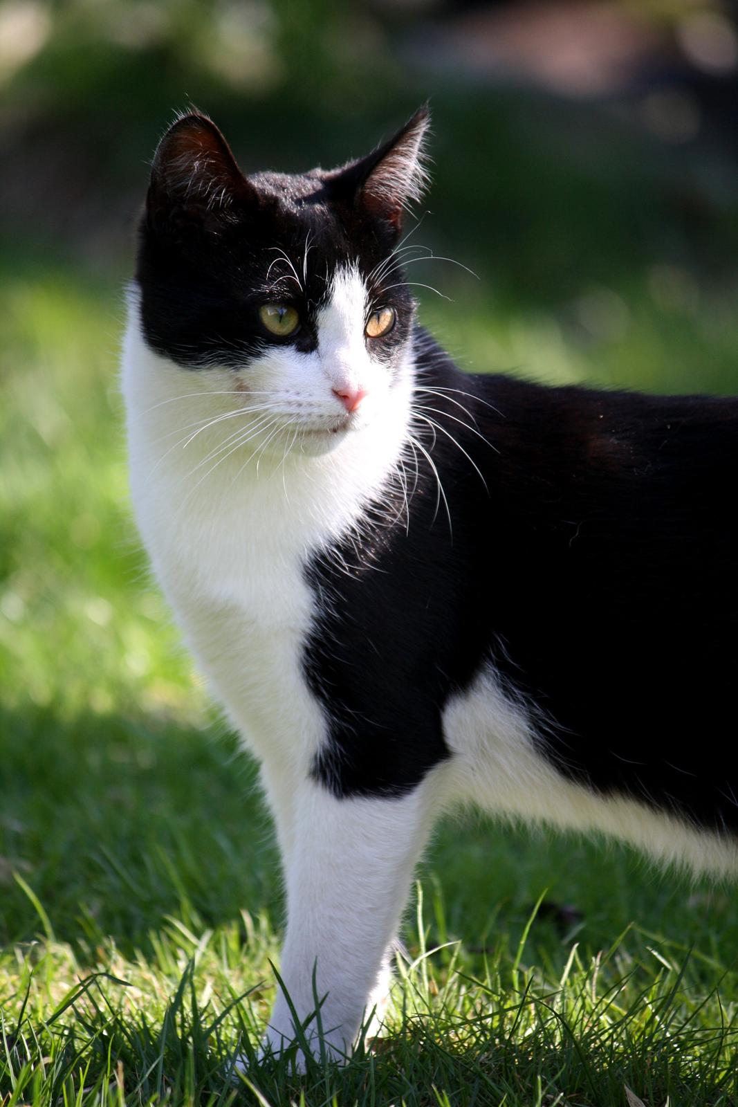 Blanding af racer BØRGE - Velkommen til Børge's profil! :D billede 2