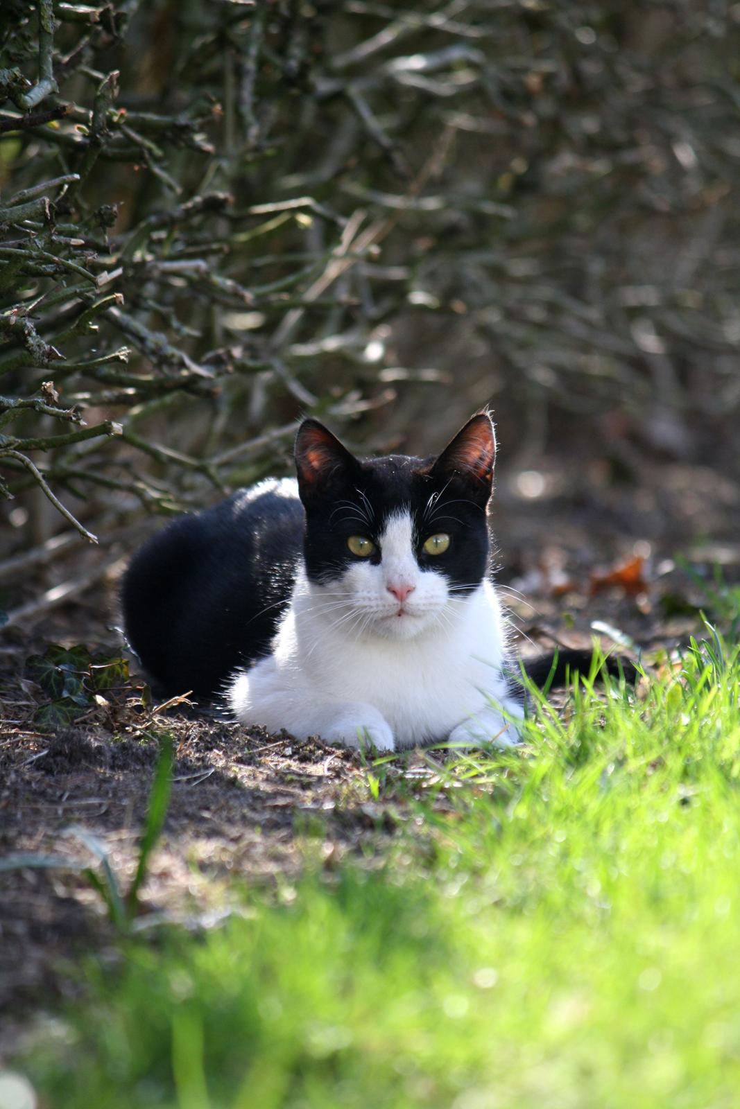 Blanding af racer BØRGE billede 9