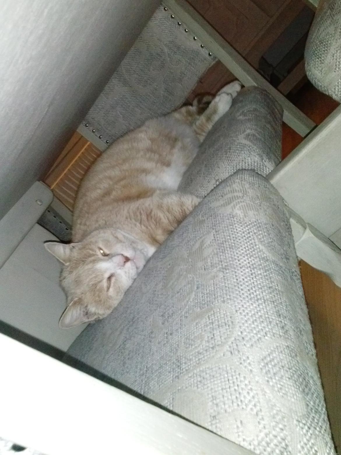 Huskat Mowgli - Hej velkommen dette er Mowgli der sover :D billede 1