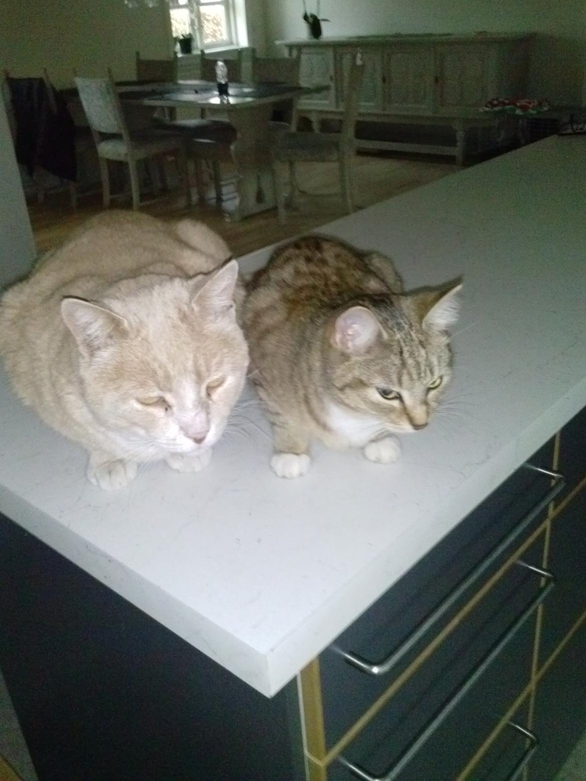 Huskat Mowgli - Bedste udkigspost inde i huset, køkkenbordet :)  billede 2
