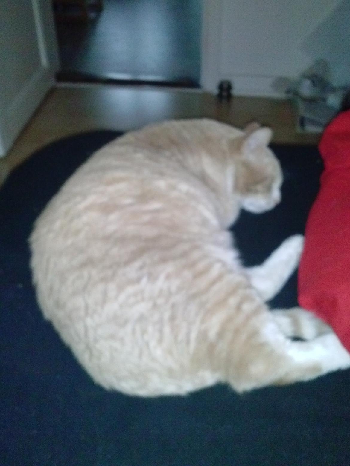 Huskat Mowgli - En lille lur i sengen billede 3