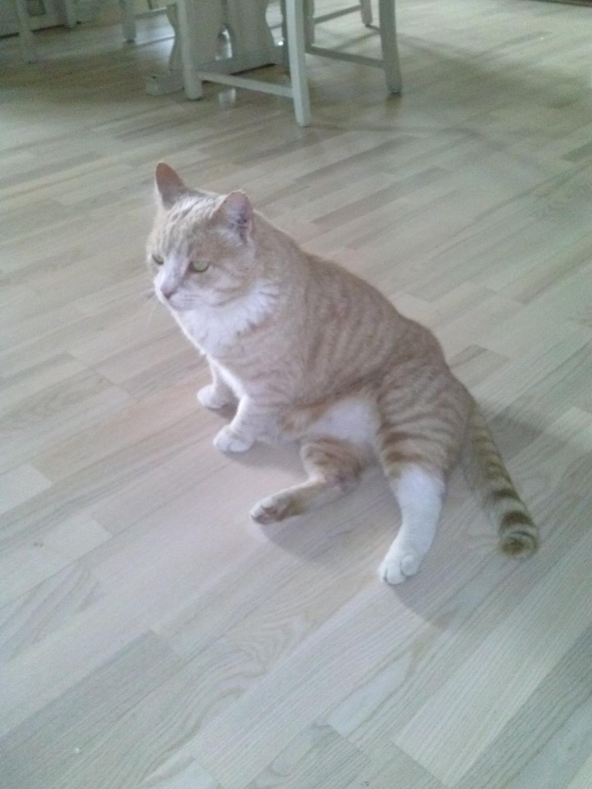 Huskat Mowgli - Hmm gik i stå  billede 4