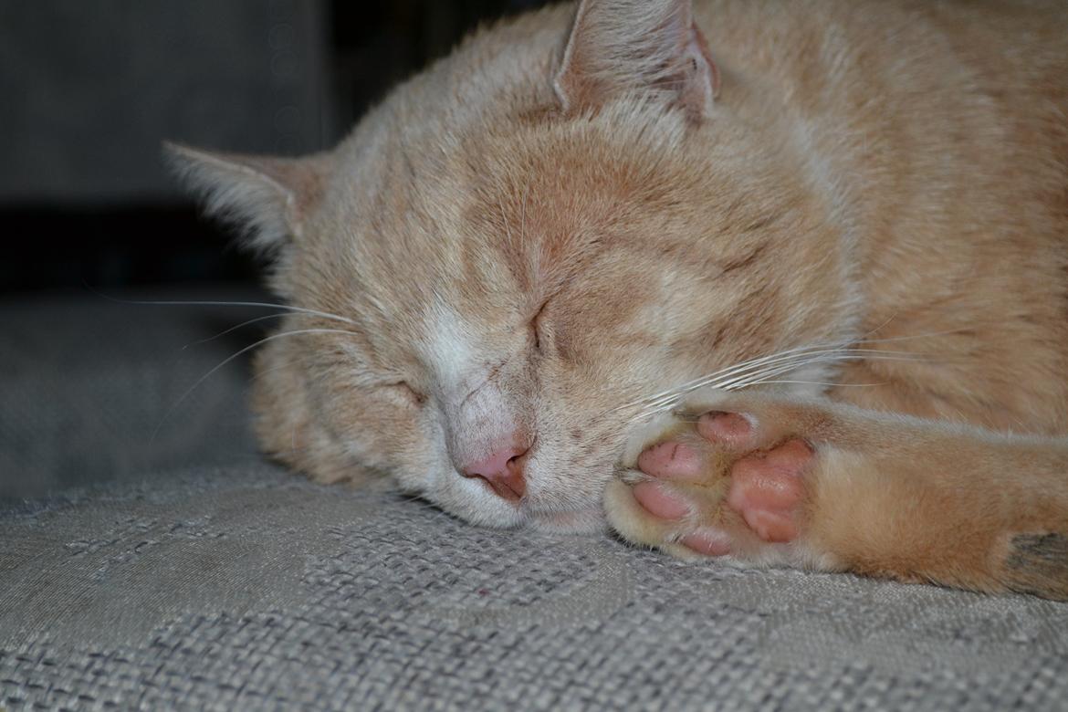 Huskat Mowgli - En lille lur igen billede 5