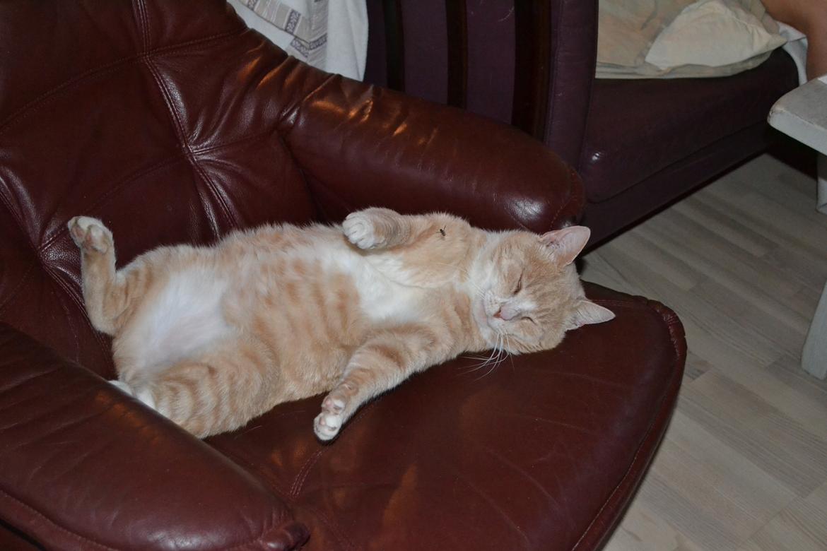 Huskat Mowgli - Mmh man ligger godt i den stol!  billede 6