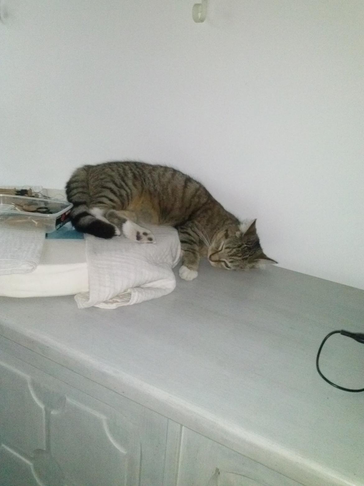 Huskat Bell - Man ligger godt sådan her ! :D billede 1