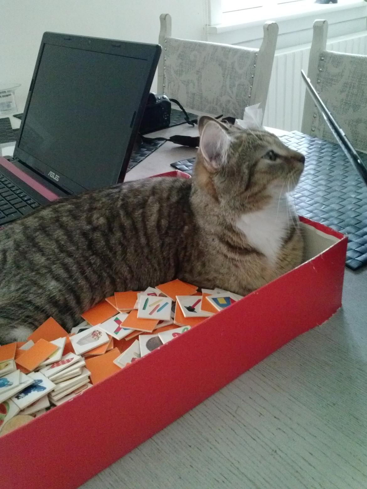 Huskat Bell - Må jeg være med?  billede 2