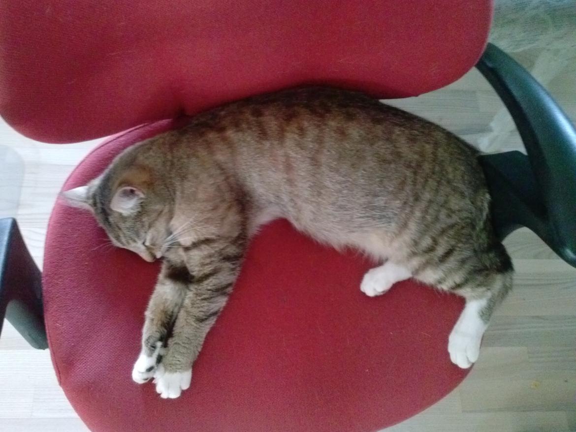 Huskat Bell - gravid billede 3