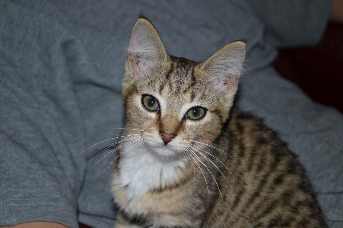 Huskat Bell billede 4