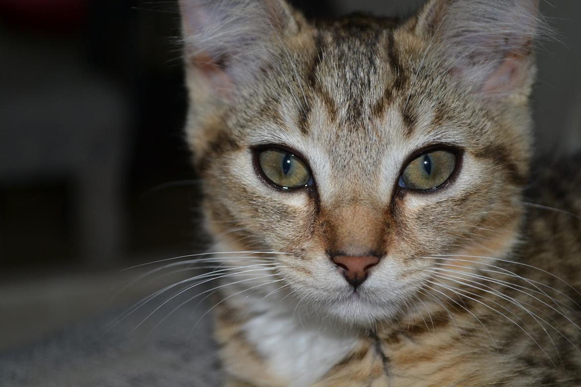 Huskat Bell billede 5