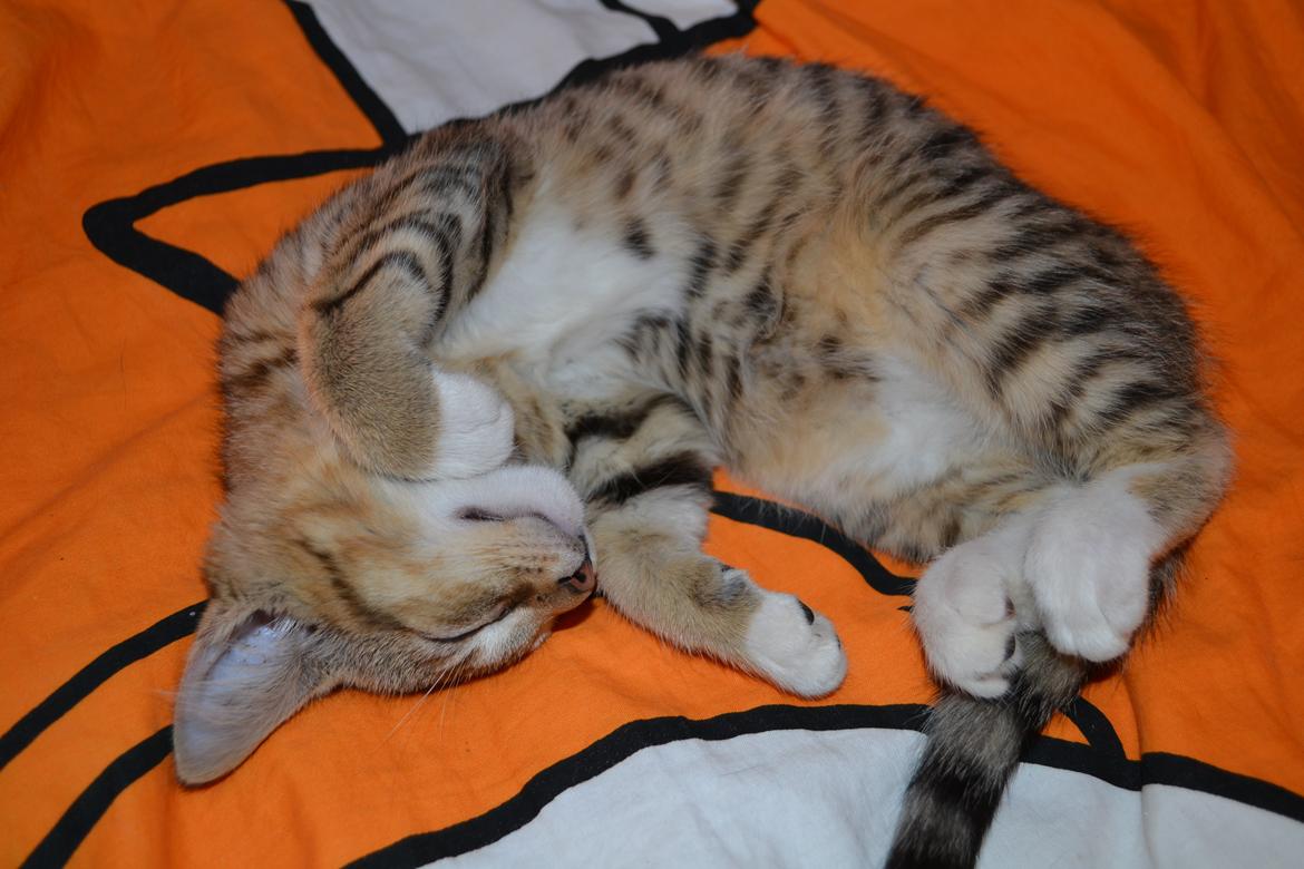 Huskat Bell billede 6