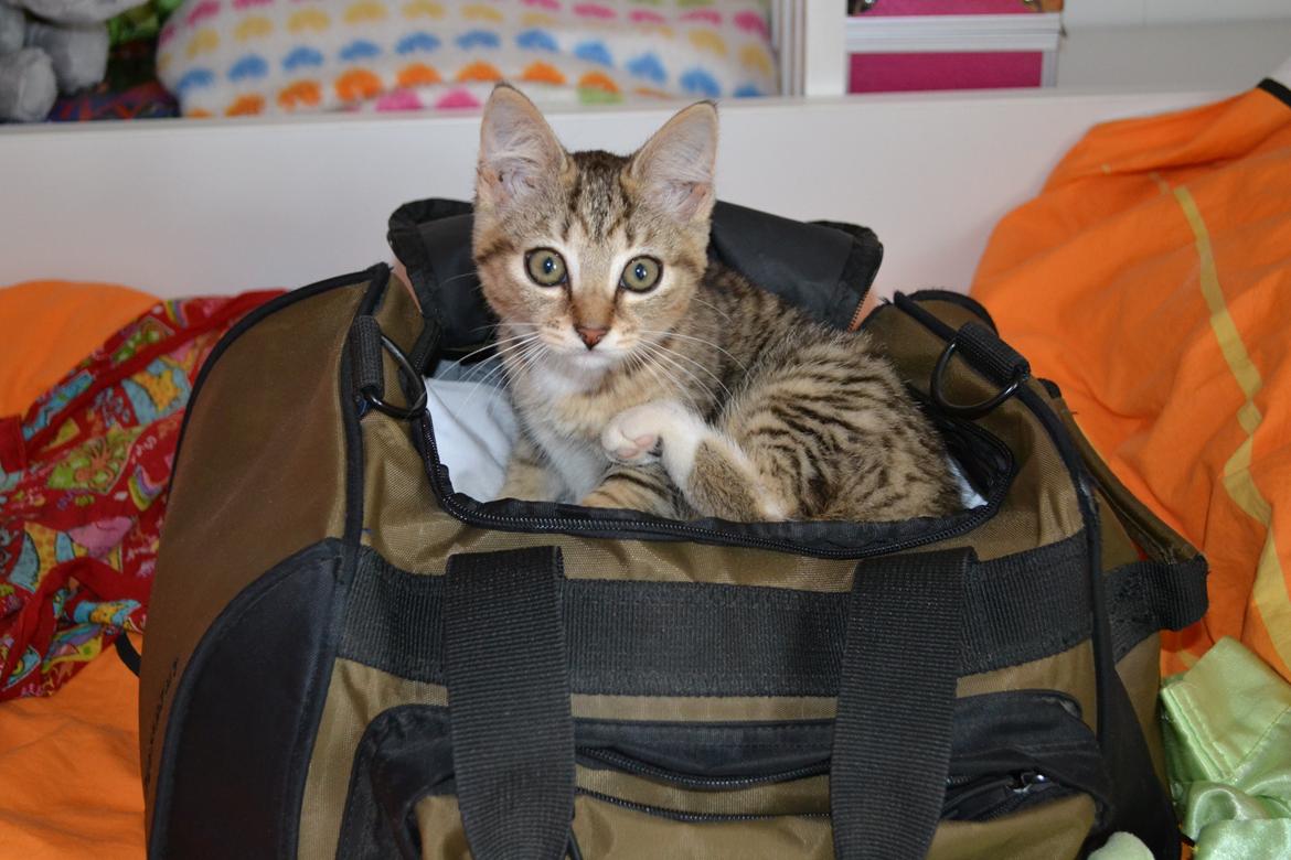 Huskat Bell billede 7