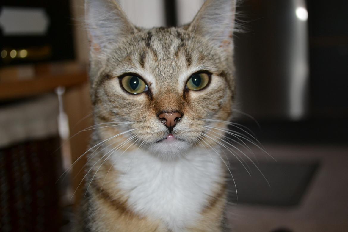 Huskat Bell billede 8