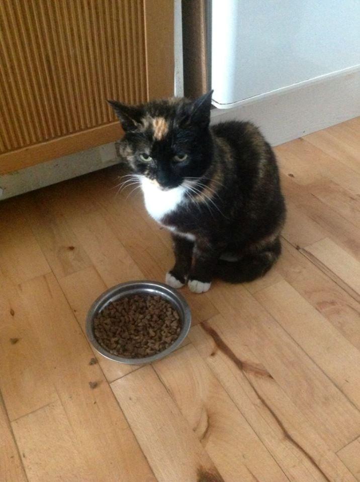 Huskat Sascha billede 5