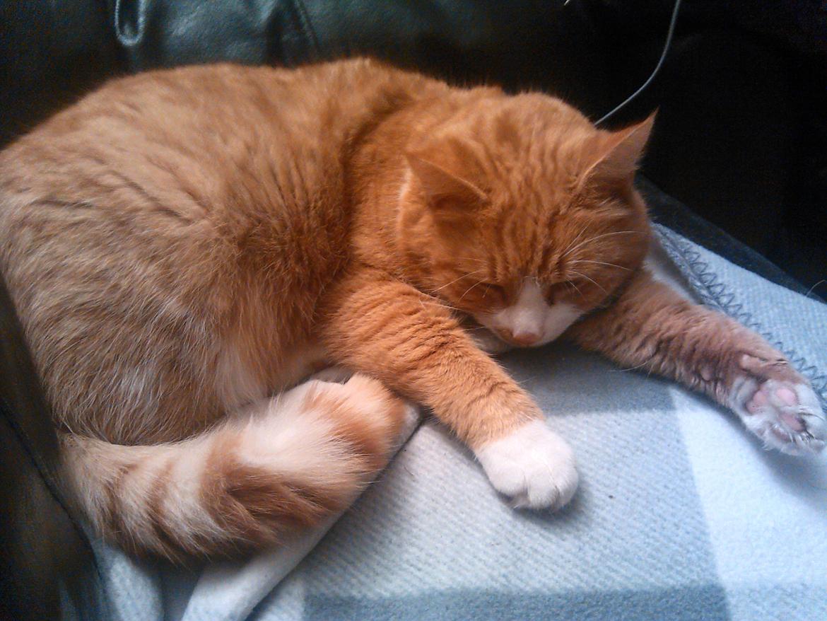 Huskat Laban billede 2