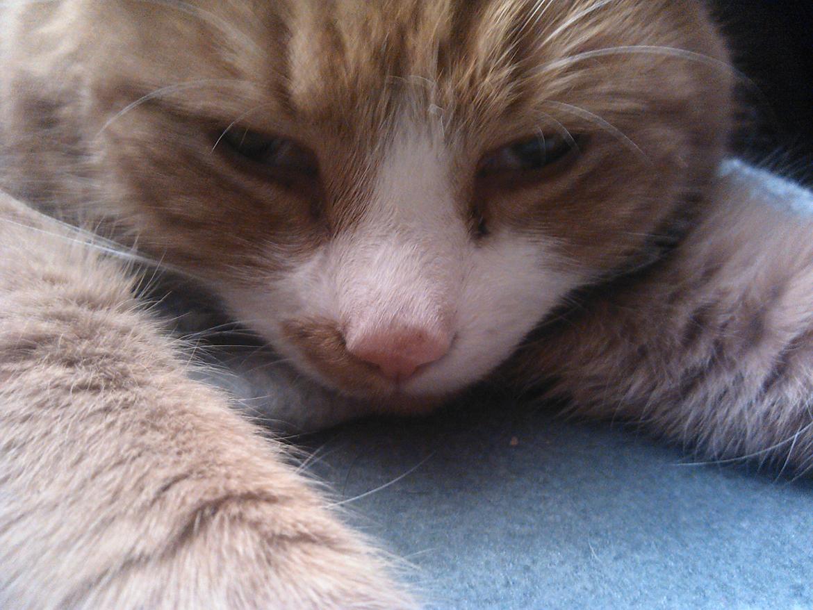 Huskat Laban billede 8