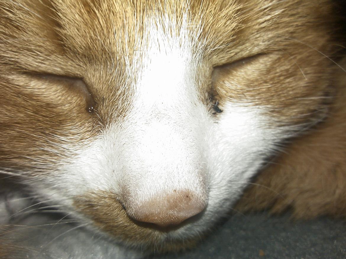 Huskat Laban billede 7