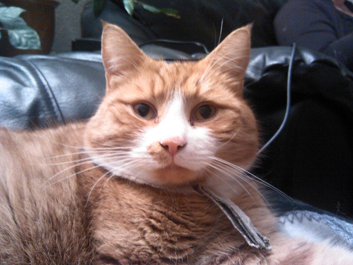 Huskat Laban billede 13