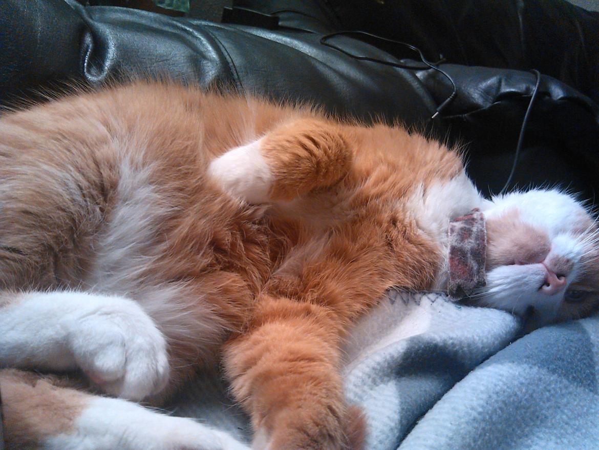 Huskat Laban billede 4