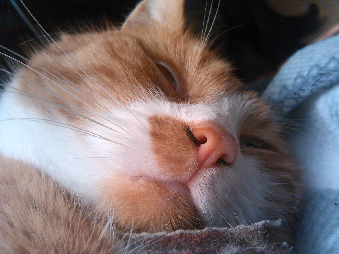 Huskat Laban billede 6