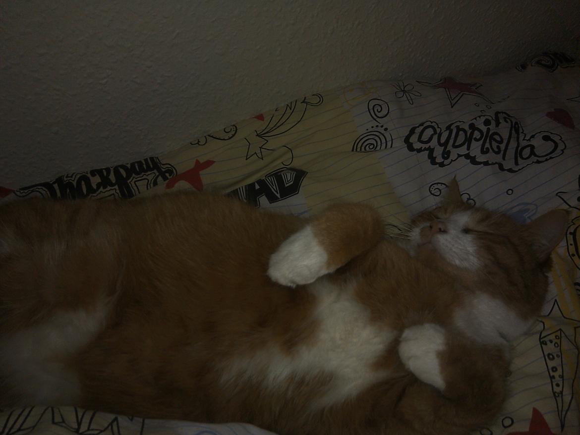 Huskat Laban billede 14