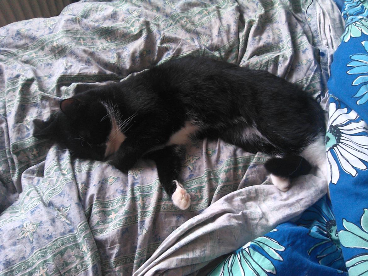 Blanding af racer Blackie billede 2