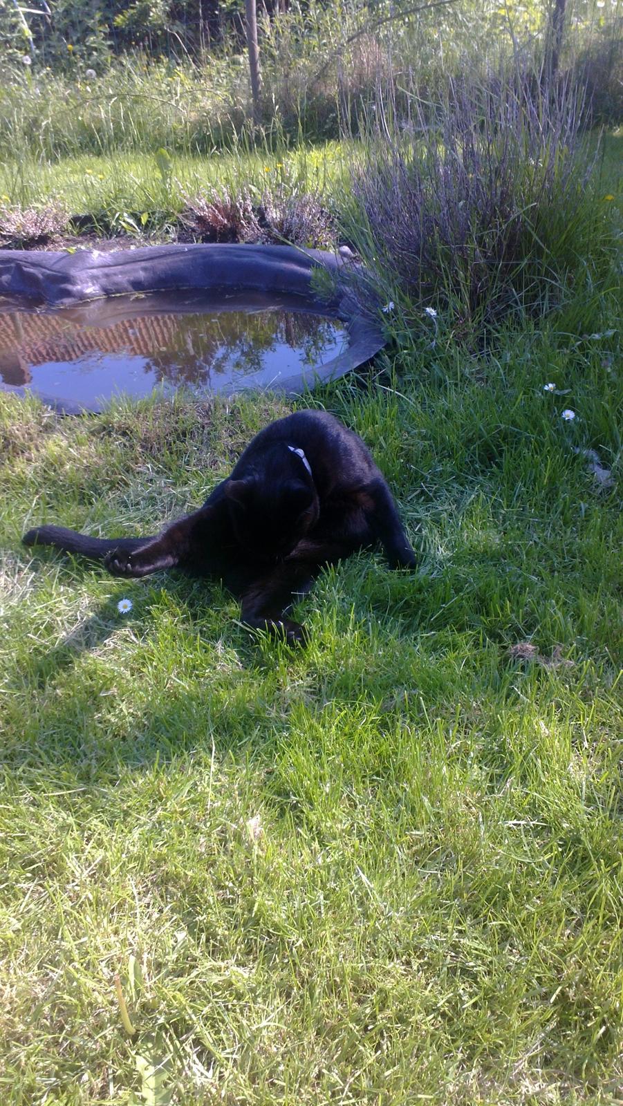 Huskat black jack ( hr jacks) billede 13