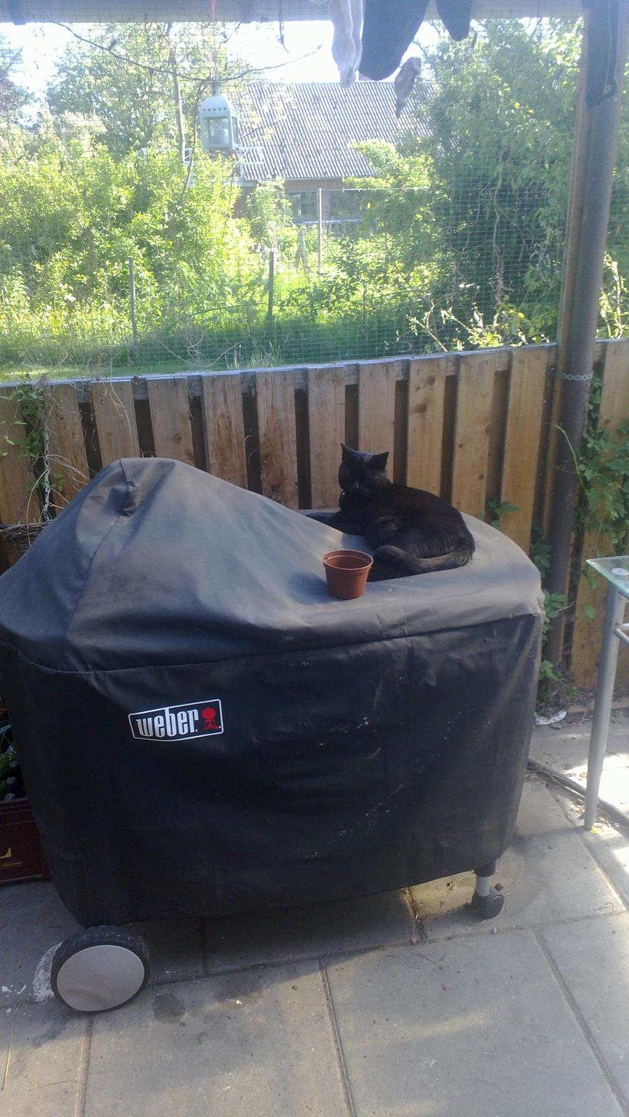 Huskat black jack ( hr jacks) billede 14