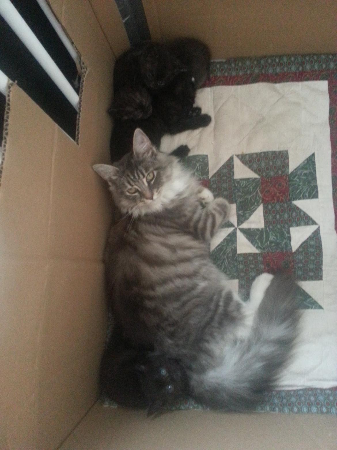 Blanding af racer Ny kat billede 9