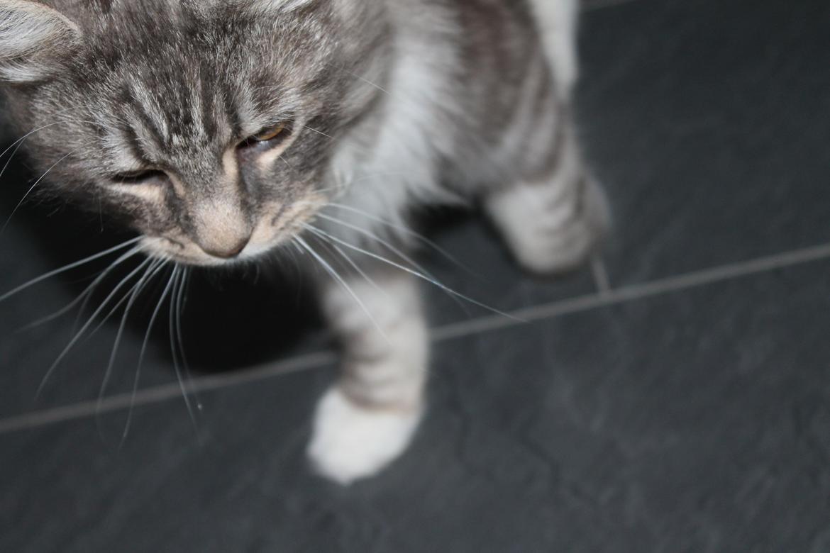 Blanding af racer Ny kat billede 10