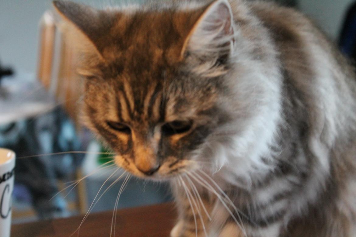 Blanding af racer Ny kat billede 11