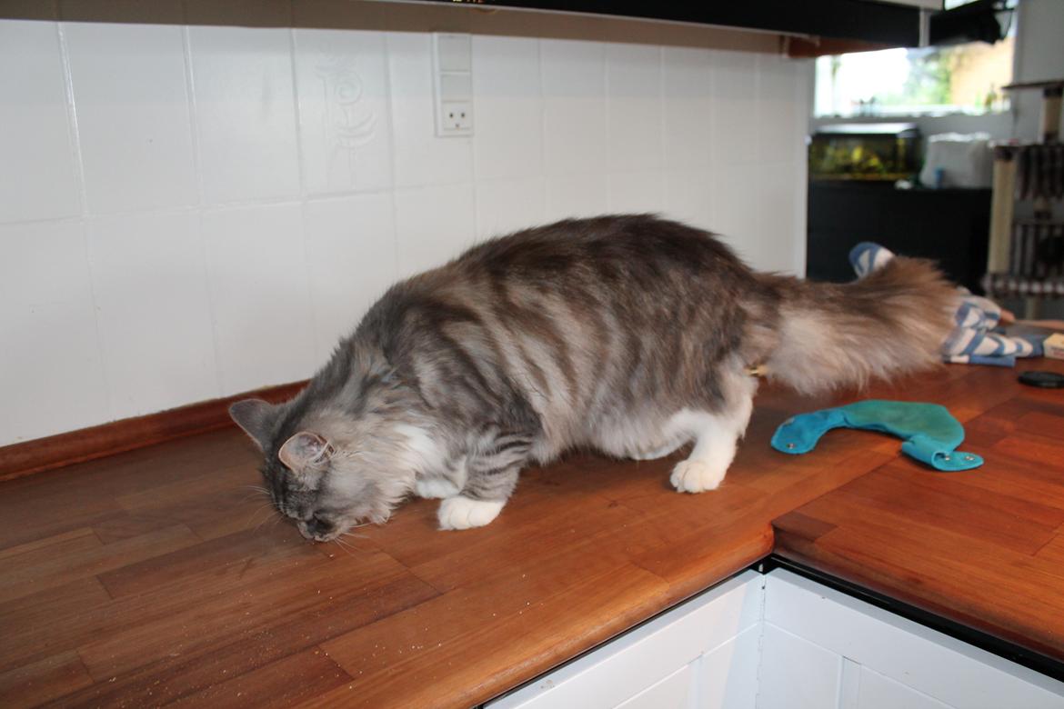 Blanding af racer Ny kat billede 12