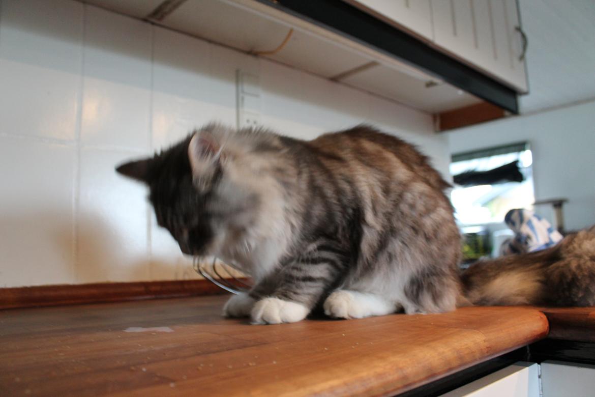 Blanding af racer Ny kat billede 13