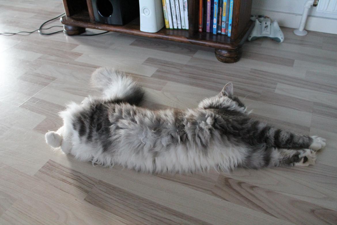 Blanding af racer Ny kat billede 14