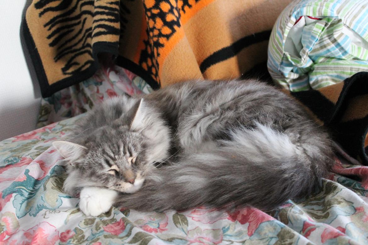 Blanding af racer Ny kat billede 15