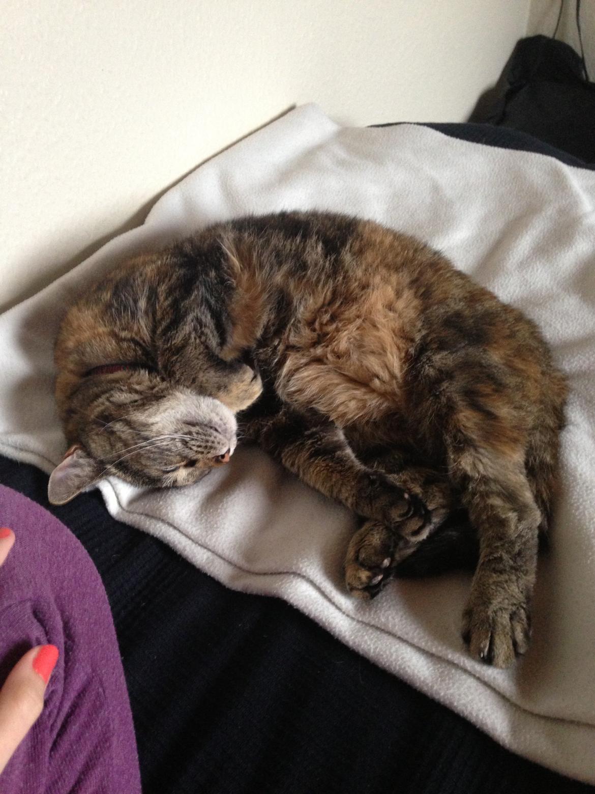 Huskat Tulle billede 1