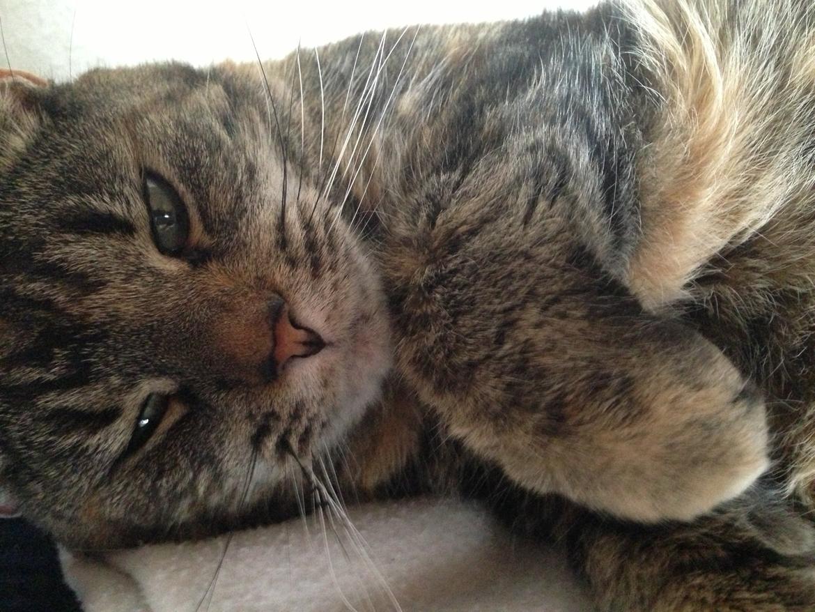 Huskat Tulle billede 2