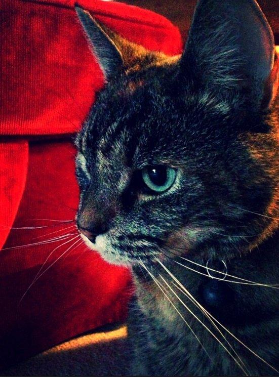 Huskat Tulle billede 3