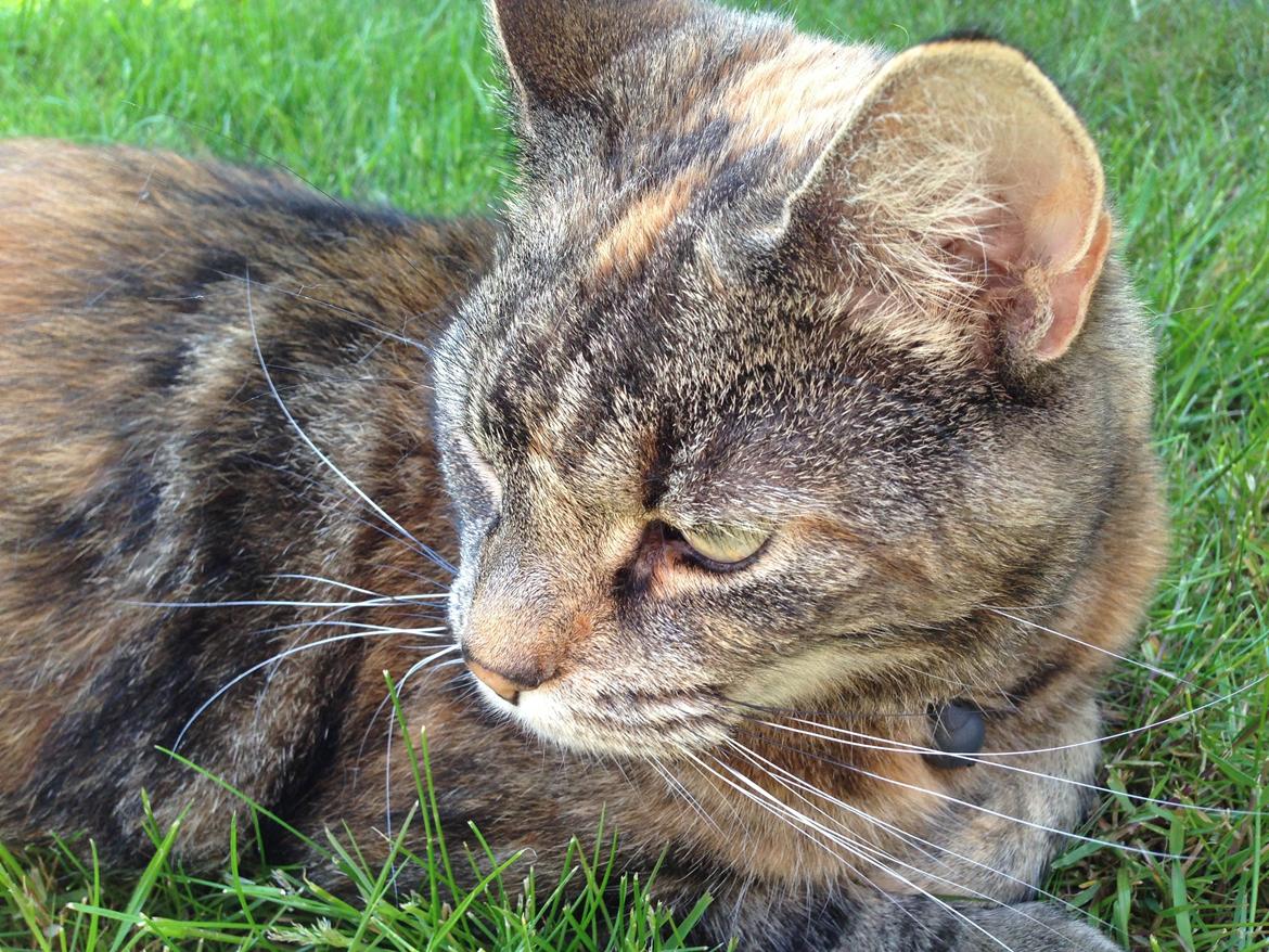 Huskat Tulle billede 4