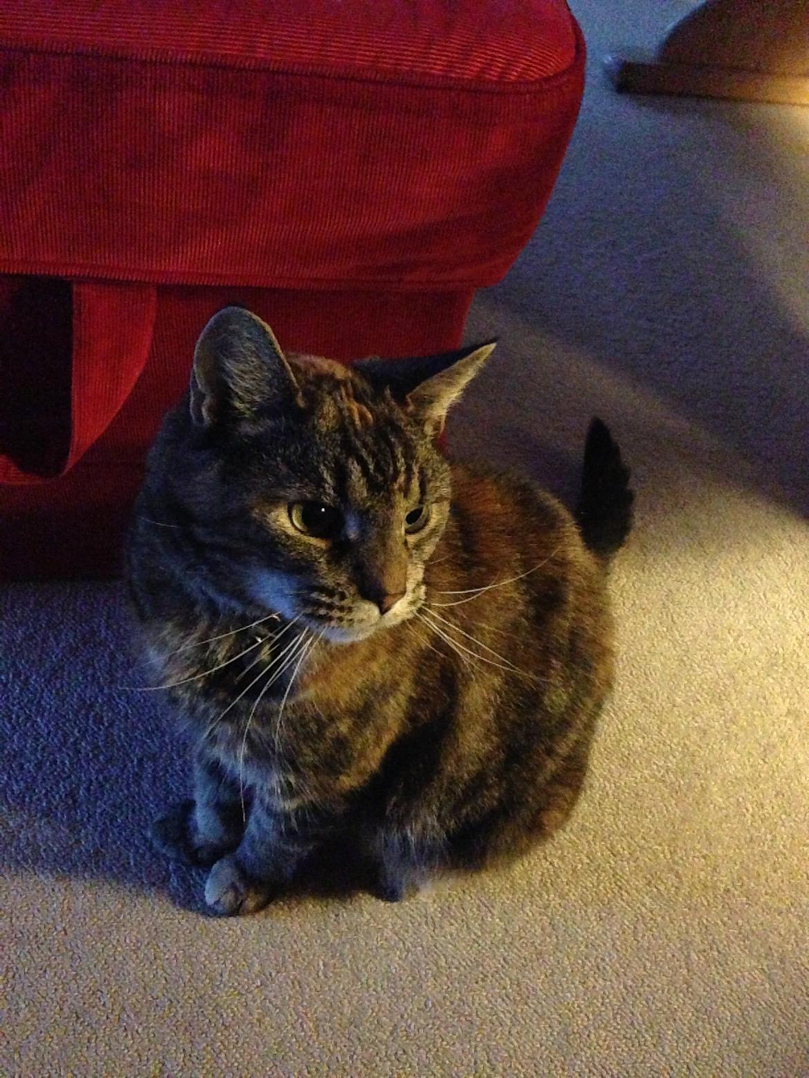 Huskat Tulle billede 5