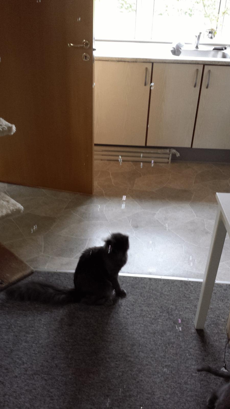 Blanding af racer O'Malley billede 17