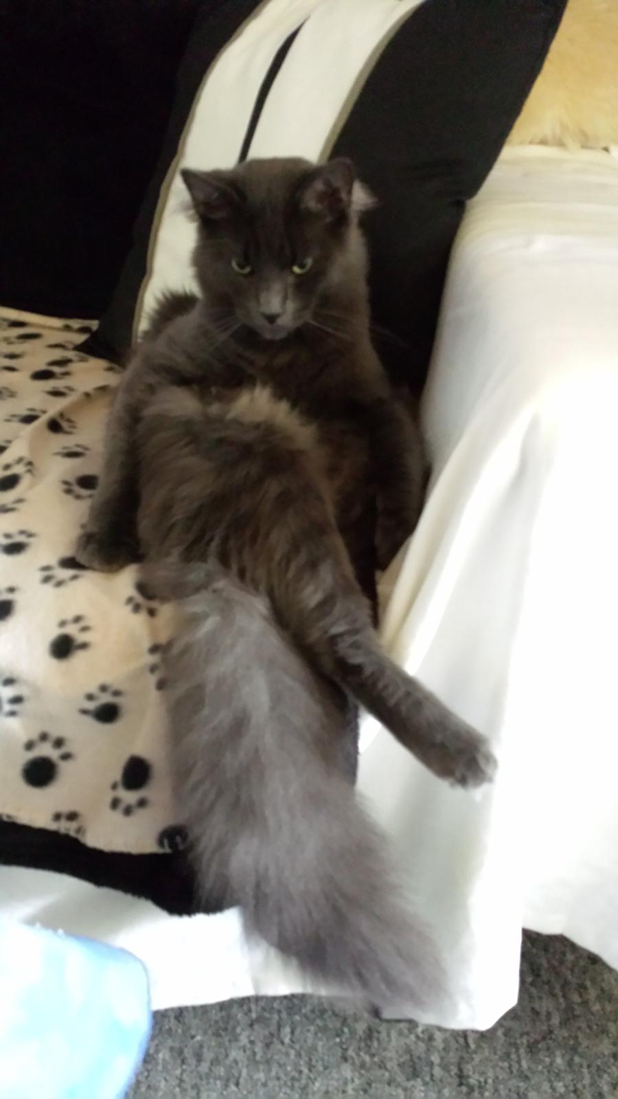 Blanding af racer O'Malley billede 18