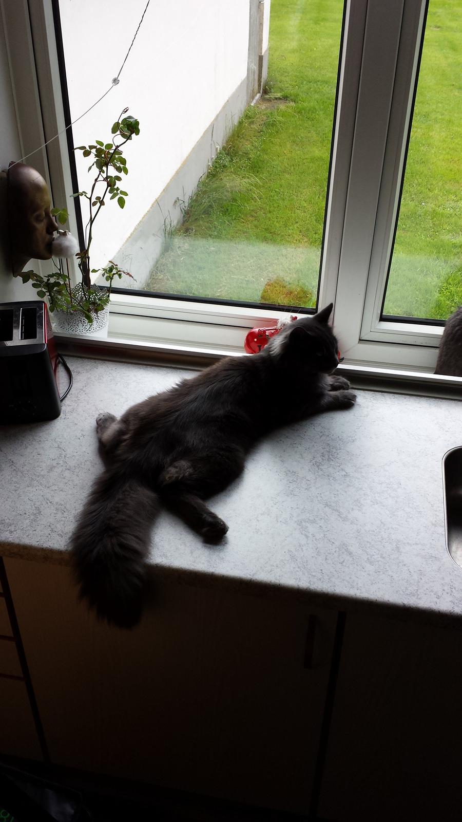 Blanding af racer O'Malley billede 19