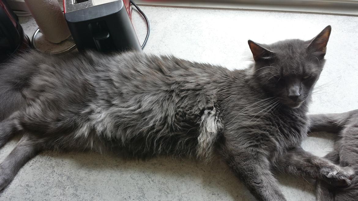 Blanding af racer O'Malley billede 4