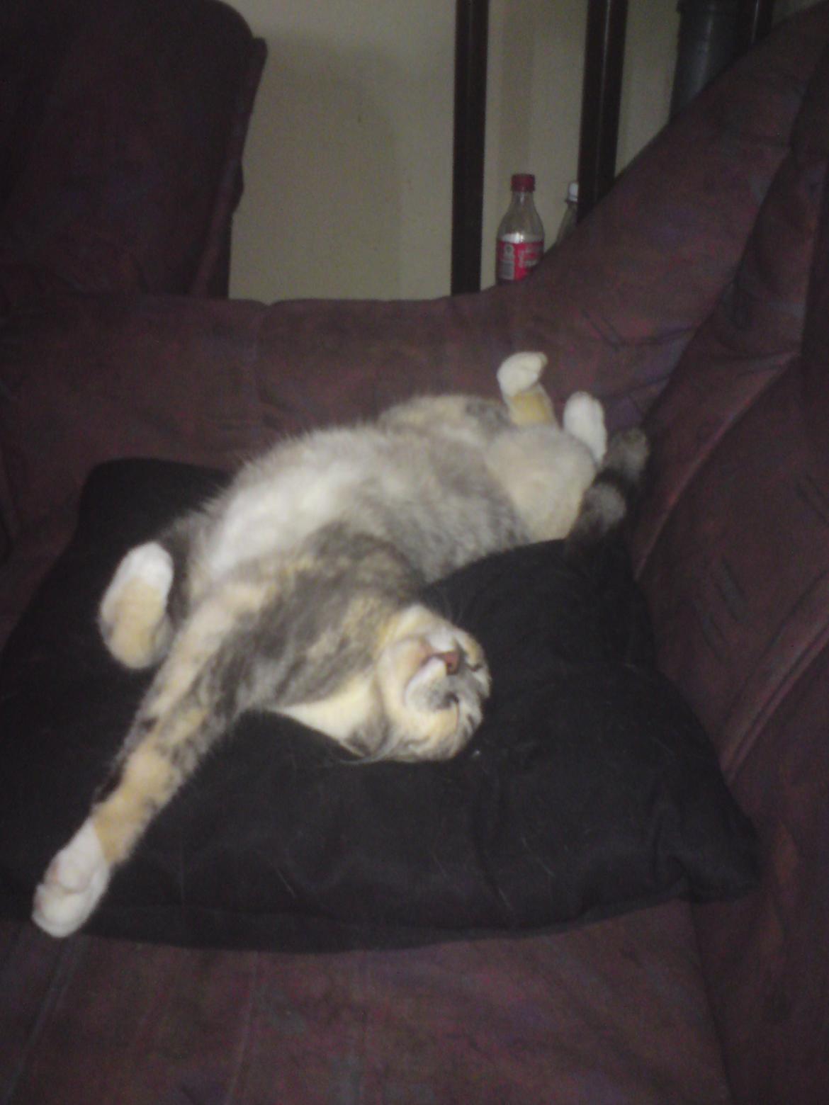 Huskat Sille - Mæt og tilpas. billede 2