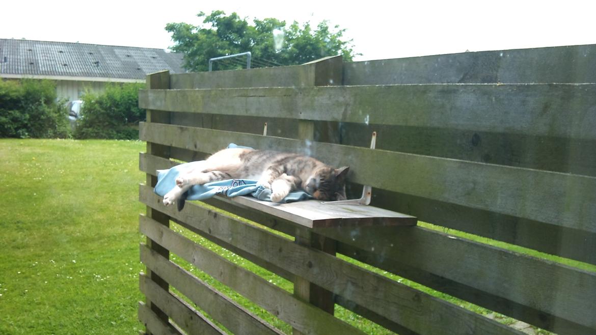 Huskat Sille - Middagslur. billede 5