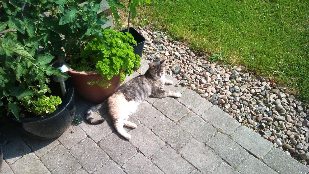 Huskat Sille - Elsker sol. billede 6