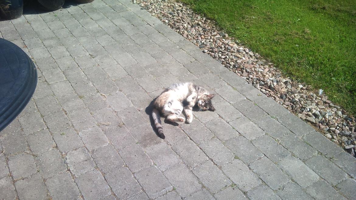 Huskat Sille - Elsker morgen, når solen skinner. billede 7