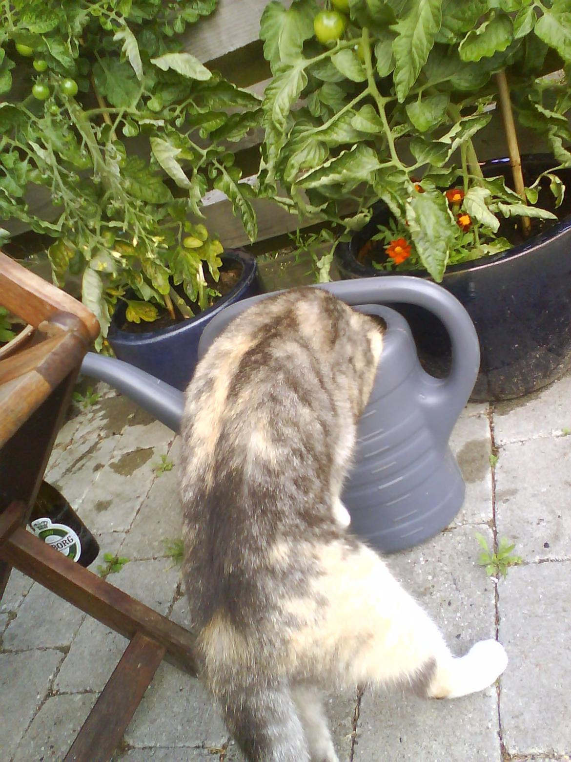 Huskat Sille - Kølig vandkande vand. billede 8