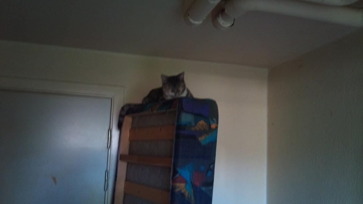 Huskat Sille - Godt overblik. billede 9