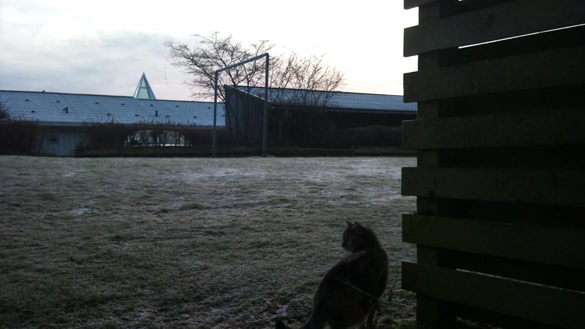 Huskat Sille - Kold vintermorgen. billede 10